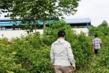 Pabrik petatas terbengkalai segera dimanfaatkan petani Keerom