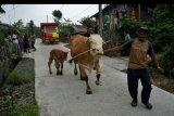 Warga mengevakuasi hewan ternak di Kalitengah lor, Cangkringan, Sleman, D.I Yogyakarta, Senin (9/11/2020). Peningkatan status Gunung Merapi dari waspada (level II) menjadi siaga siaga (level III) menyebabkan warga lereng Gunung Merapi di kawasan Kalitengah Lor mulai mengevakuasi hewan ternaknya ke kandang komunal hunian tetap Gading. ANTARA FOTO/Andreas Fitri Atmoko/nym.