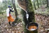 Pemprov Sumsel dorong petani  karet produksi lateks