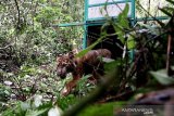Pelepasliaran Harimau Sumatera