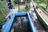 Pengunjung melihat budidaya ikan di aliran sungai kecil kampung Kluncing, Banyuwangi, Jawa Timur, Senin (9/11/2020). Budidaya berbagai jenis ikan yang melibatkan warga sekitar bantaran sungai itu selain bertujuan untuk menjaga kebersihan lingkungan juga diharapkan mampu menciptakan perputaran ekonomi melalui olahan makanan bebahan ikan. Antara Jatim/Budi Candra Setya/zk