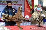 Tim gabungan Baintelkam Mabes Polri, Polda Aceh dan Ditjen Penegakan Hukum Lingkungan Hidup dan Kehutanan serta BKSDA Aceh memperlihatkan kulit harimau sumatera (Panthera tigris sumatrea) saat gelar kasus kejahatan perdagangan satwa dilindungi di Banda Aceh, Selasa (10/11/2020). Dalam operasi gabungan tersebut aparat keamanan mengagalkan perdagangan seekor kulit dan tulang harimau, sebanyak 71 paruh rangkong/enggang gading dan 28 kilogram sisik trenggiling serta mengamankan dua tersangka. Antara Aceh/Ampelsa.