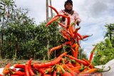 Harga cabai di pasar Yotefa Abepura Jayapura Rp100 ribu/kg