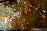 Ikan hias jenis koi dan koki yang dipelihara di Banda Aceh, Aceh, Jumat (13/11/2020). Berbagai jenis ikan hias menjadi salah satu budidaya yang berkembang dan diminati warga selama masa pandemi COVID-19 sehingga permintaannya meningkat antara 20 hingga 50 persen sejak beberapa bulan terakhir. Antara Aceh/Irwansyah Putra.