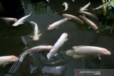 Ikan hias jenis gurame albino dan patin albino yang dipelihara di Banda Aceh, Aceh, Jumat (13/11/2020). Berbagai jenis ikan hias menjadi salah satu budidaya yang berkembang dan diminati warga selama masa pandemi COVID-19 sehingga permintaannya meningkat antara 20 hingga 50 persen sejak beberapa bulan terakhir. Antara Aceh/Irwansyah Putra.