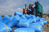 Pekerja menaikkan karung berisi garam ke atas truk di Desa Bunder,  Pamekasan, Jawa Timur, Minggu (15/11/2020). Hingga berakhirnya musim olah tahun ini, harga garam di Madura turun menjadi Rp200 ribu - Rp300 ribu per ton, dari bulan lalu yang mencapai Rp300 ribu - Rp350 ribu per ton. Antara Jatim/Saiful Bahri/zk.