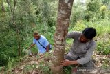 Beruang madu muncul lagi di jalur wisata Kelok 44 Agam Sumbar