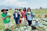 Mercy Corps  bantu petani Sigi dapat air pertanian