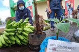 Solok Selatan miliki pisang endemik yang telah dipatenkan