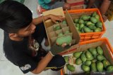 Pekerja mengemas buah mangga di perkebunan Freshmangoes Desa Ketowan, Arjasa, Situbondo, Jawa Timur, Jumat (20/11/2020). Perkebunan tersebut memproduksi mangga yang bisa dikupas dengan teknik mengupas seperti pisang dan alpukat dengan harga jual mulai Rp17 ribu per kilogram serta dipasarkan ke Malaysia. Antara Jatim/Seno/um