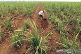 Petani menyiapkan lahan untuk ditanam di lahan tebu desa Kerticala, Kecamatan Tukdana, Indramayu, Jawa Barat, Senin (23/11/2020). Bank BJB bekerjasama dengan PT. Rajawali Nusantara Indonesia melalui PG Rajawali memberikan dukungan pembiayaan dan penyaluran kredit kepada delapan BUMDes petani tebu mencapai Rp150 miliar untuk mendukung produktivitas petani tebu di kawasan Segitiga Rebana (Cirebon-Subang-Majalengka). ANTARA JABAR/Dedhez Anggara/agr