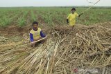 Petani menyiapkan bibit tebu untuk ditanam di lahan tebu desa Kerticala, Kecamatan Tukdana, Indramayu, Jawa Barat, Senin (23/11/2020). Bank BJB bekerjasama dengan PT. Rajawali Nusantara Indonesia melalui PG Rajawali memberikan dukungan pembiayaan dan penyaluran kredit kepada delapan BUMDes petani tebu mencapai Rp150 miliar untuk mendukung produktivitas petani tebu di kawasan Segitiga Rebana (Cirebon-Subang-Majalengka). ANTARA JABAR/Dedhez Anggara/agr