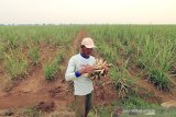 Petani menyiapkan bibit tebu untuk ditanam di lahan tebu desa Kerticala, Kecamatan Tukdana, Indramayu, Jawa Barat, Senin (23/11/2020). Bank BJB bekerjasama dengan PT. Rajawali Nusantara Indonesia melalui PG Rajawali memberikan dukungan pembiayaan dan penyaluran kredit kepada delapan BUMDes petani tebu mencapai Rp150 miliar untuk mendukung produktivitas petani tebu di kawasan Segitiga Rebana (Cirebon-Subang-Majalengka). ANTARA JABAR/Dedhez Anggara/agr