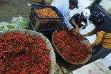 Pembeli memilih cabai besar merah di Pasar Tanjung Jember, Jawa Timur, Kamis (26/11/2020). Dalam seminggu terakhir harga berbagai jenis cabai mengalami kenaikan, seperti harga cabai besar merah dari Rp25.000 per Kg menjadi Rp29.000 per Kg, cabai rawit merah dari Rp22.000 per Kg menjadi Rp30.000 per Kg, dan cabai rawit hijau dari Rp8.000 per Kg menjadi Rp10.000 per Kg akibat musim hujan dan pasokan berkurang. Antara Jatim/Seno/Um