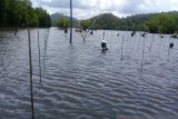 Balai Pengelolaan Hutan Lindung tinjau tanaman mangrove di Jayapura