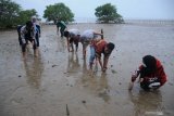 Kelompok Pecinta Mangrove Madura (KPMM) dan Generasi Baru Indonesia (Genbi) IAIN Madura menanam 2.500 bibit mangrove di Pantai Wisata Talang Siring, Pamekasan, Jawa Timur, Sabtu (28/11/2020). Penanaman sebanyak 2.500 bibit pohon mangrove tersebut guna memperingati Hari Menanam Pohon Indonesia (HMPI) yang diperingati pada 28 November. Antara Jatim/Saiful Bahri/mas.