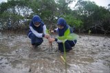 Kelompok Pecinta Mangrove Madura (KPMM) dan Generasi Baru Indonesia (Genbi) IAIN Madura menanam bibit mangrove di Pantai Wisata Talang Siring, Pamekasan, Jawa Timur, Sabtu (28/11/2020). Penanaman sebanyak 2.500 bibit pohon mangrove tersebut guna memperingati Hari Menanam Pohon Indonesia (HMPI) yang diperingati pada 28 November. Antara Jatim/Saiful Bahri/mas.