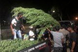 Polisi temukan ladang ganja milik WN PNG di Arso Keerom