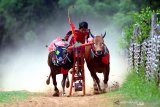 Joki memacu sapi karapan di lapangan Desa Mortajih, Pamekasan, Jawa Timur, Selasa (1/12/2020). Sejumlah pegiat karapan kembali melatih sapi miliknya untuk menjaga performa, pasca penundaan pelaksanaan Karapan Sapi Piala Presiden tahun ini. Antara Jatim/Saiful Bahri/Um