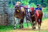 Joki memacu sapi karapan di lapangan Desa Mortajih, Pamekasan, Jawa Timur, Selasa (1/12/2020). Sejumlah pegiat karapan kembali melatih sapi miliknya untuk menjaga performa, pasca penundaan pelaksanaan Karapan Sapi Piala Presiden tahun ini. Antara Jatim/Saiful Bahri/Um