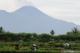 Petani beraktivitas di lahan miliknya dengan latar belakang gunung Semeru yang mengepulkan debu dan material vulkanik di Tumpang, Malang, Jawa Timur, Selasa (1/12/2020).  Pusat Vulkanologi Mitigasi Bencana Geologi (PVMBG) menghimbau warga yang berada di radius sepuluh kilometer agar waspada dan tetap berada di pengungsian karena aktivitas gunung Semeru masih fluktuatif dengan luncuran awan panas sejauh kurang lebih 3000 meter serta guguran lava pijar mencapai 500 meter. Antara Jatim/Ari Bowo Sucipto/Um