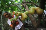 Didiek Sunaryudi memeriksa buah jambu air jenis Rocket di kebun Surabaya Flora Gallery miliknya di Surabaya, Jawa Timur, Kamis (3/12/2020). Kebun seluas 200 meter persegi tersebut menjadi tempat untuk budi daya dan pengembangan sebanyak 23 varietas bibit dan buah jambu air khususnya buah jambu air berwarna merah dengan berat 100-250 gram per buah yang diharapkan dapat dikembangkan menjadi komoditas bagi Kota Surabaya. Antara Jatim/Moch Asim.