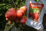 Didiek Sunaryudi memeriksa buah jambu air jenis King Rose Apple di kebun Surabaya Flora Gallery miliknya di Surabaya, Jawa Timur, Kamis (3/12/2020). Kebun seluas 200 meter persegi tersebut menjadi tempat untuk budi daya dan pengembangan sebanyak 23 varietas bibit dan buah jambu air khususnya buah jambu air berwarna merah dengan berat 100-250 gram per buah yang diharapkan dapat dikembangkan menjadi komoditas bagi Kota Surabaya. Antara Jatim/Moch Asim.