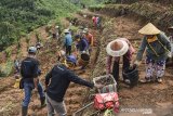 Sejumlah petani mempraktekan kepada siswa SMK Negeri 1 Panjalu pada gerakan menanam jahe merah di Desa Hujungtiwu, Panjalu, Kabupaten Ciamis, Jawa Barat, Kamis (3/12/2020). Sekolah kejuruan ini berinovasi menanam jahe merah di lahan milik pemerintah desa seluas lima hektare, bekerjasama dengan perusahaan swasta dan kelompok tani untuk membina para siswa jurusan Agribisnis Tanaman Pangan dan Hortikultura (ATPH) agar bisa menjaga ketahanan pangan dan bisa memaanfaatkan peluang potensi pertanian setelah lulus sekolah. ANTARA JABAR/Adeng Bustomi/agr