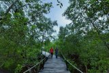 Riau masih jadi prioritas restorasi gambut dan mangrove
