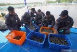 Anggota Primer Koperasi Angkatan Laut (Primkopal) Lantamal V Surabaya memasukkan udang ke dalam keranjang saat panen udang jenis vaname di tambak udang Pangkalan Utama TNI Angkatan Laut (Lantamal) V Surabaya di Semarung, Ujung, Surabaya, Jawa Timur, Jumat (4/12/2020). Panen udang vaname yang dibudi dayakan di tambak seluas empat ribu meter persegi tersebut merupakan bentuk implementasi program ketahanan pangan dari Lantamal V Surabaya sekaligus dalam rangka Hari Armada Republik Indonesia tahun 2020.  Antara Jatim/Moch Asim.