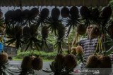 Pedagang merapikan buah Nanas Madu di kawasan Ciater, Kabupaten Subang, Jawa Barat, Jumat(4/12/2020). Nanas Madu Subang yang dijual dengan kisaran harga Rp. 3.500 hingga Rp. 30.000 tersebut mulai mengalami peningkatan penjualan hingga 30 persen dan diprediksi terus bertambah hingga libur Natal dan Tahun Baru mendatang. ANTARA JABAR/Novrian Arbi/agr