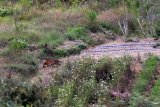 Seekor harimau sumatera (Panthera tigris sumatrae) berada di ladang warga di Nagari Simpang Tanjung Nan Ampek, Kecamatan Danau Kembar, Kabupaten Solok, Sumatera Barat, Kamis (3/12/2020). Petugas BKSDA Sumbar bersama tim dokter hewan Pusat Rehabilitasi Harimau Sumatera Dharmasraya (PR-HSD) melakukan penghalauan dan upaya penangkapan sejumlah harimau Sumatera yang dilaporkan masuk ke ladang warga di daerah itu. ANTARA FOTO/Iggoy el Fitra/aww.