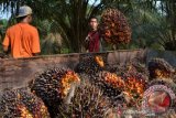 Harga TBS kelapa sawit di Pesisir Selatan membaik sejak  April