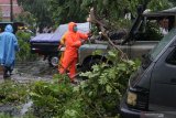Petugas memotong pohon tumbang di kawasan Peneleh, Surabaya, Jawa Timur, Sabtu (5/12/2020). Hujan deras yang berlangsung sekitar empat jam itu menyebabkan sejumlah pohon tumbang dan beberapa kawasan di Surabaya tergenang banjir. Antara Jatim/Didik