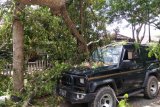 Puluhan pohon di Lombok Tengah tumbang, tiga atap rumah warga disapu angin kencang