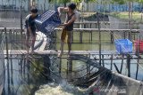 Petambak memindahkan ikan lele seusai penyortiran saat panen di lokasi budi daya keramba apung Desa Rima Keuneurum, Kecamatan Peukan Bada, Kabupaten Aceh Besar, Aceh, Selasa (8/12/2020). Budi daya ikan lele sektor perikanan darat hasil budi daya kelompok tani di tengah pandemi COVID-19 itu untuk meningkatkan perekonomian masyarakat dan sekaligus edukasi kepada warga lainnya memanfaatkan lahan terlantar menjadi lahan produktif. Antara Aceh/Ampelsa.