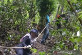 Anggota Badan Narkotika Nasional provinsi Aceh bersama Polri dan TNI mencabut tanaman ganja sebelum dimusnahkan dengan cara dibakar di kawasan gunung Seulawah, Desa Ie Suum, Kecamatan Masjid Raya, kabupaten Aceh Besar, Aceh, Rabu (9/12/2020). Dalam operasi lanjutan tersebut, BNN provinsi Aceh kembali menemukan sekitar 3,5 hektare tanaman ganja siap panen yang kemudian dimusnahkan dengan cara dibakar, sedangkan pelakunya tidak berhasil ditangkap. Antara Aceh/Ampelsa.