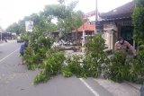 Angin kencang menumbangkan pepohonan di Kota Mataram