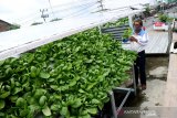 Warga melakukan pengecekan tanaman sawi yang ditanam menggunakan sistem hidroponik di atap rumahnya di 