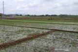 Asuransi tanaman padi tak dilirik petani di Kudus