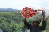 Buruh tani memikul cabai merah di Desa Supiturang, Pronojiwo, Lumajang, Jawa Timur, Sabtu (12/12/2020). Petani di kawasan kaki Gunung Semeru terpaksa menjual cabai merah dengan harga Rp21.000 per kilogram dari biasanya seharga Rp41.000 per kilogram karena khawatir lahan pertaniannya rusak terkena dampak awan panas dan abu erupsi Gunung Semeru . Antara Jatim/Seno/mas.