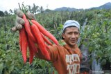 Buruh tani memperlihatkan cabai merah di Desa Supiturang, Pronojiwo, Lumajang, Jawa Timur, Sabtu (12/12/2020). Petani di kawasan kaki Gunung Semeru terpaksa menjual cabai merah dengan harga Rp21.000 per kilogram dari biasanya seharga Rp41.000 per kilogram karena khawatir lahan pertaniannya rusak terkena dampak awan panas dan abu erupsi Gunung Semeru . Antara Jatim/Seno/mas.