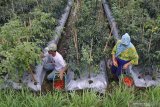 Buruh tani memetik cabai merah di Desa Supiturang, Pronojiwo, Lumajang, Jawa Timur, Sabtu (12/12/2020). Petani di kawasan kaki Gunung Semeru terpaksa menjual cabai merah dengan harga Rp21.000 per kilogram dari biasanya seharga Rp41.000 per kilogram karena khawatir lahan pertaniannya rusak terkena dampak awan panas dan abu erupsi Gunung Semeru . Antara Jatim/Seno/mas.