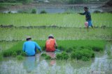Petani memupuk tanaman padi yang baru ditanam di sawah tadah hujan Desa Tobungan, Pamekasan, Jawa Timur, Senin (14/12/2020). Luas lahan dan produksi padi di Madura mencapai 147.346 ha dengan jumlah produksi mencapai 805.9 ton atau sekitar 12 persen dari luas lahan padi Jatim yang mencapai 1.8 juta ha dengan jumlah produksi sebanyak 10.5 juta ton. Antara Jatim/Saiful Bahri/Um