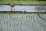 Petani menanam bibit padi di sawah tadah hujan Desa Konang, Pamekasan, Jawa Timur, Senin (14/12/2020). Luas lahan dan produksi padi di Madura mencapai 147.346 ha dengan jumlah produksi mencapai 805.9 ton atau sekitar 12 persen dari luas lahan padi Jatim yang mencapai 1.8 juta ha dengan jumlah produksi sebanyak 10.5 juta ton. Antara Jatim/Saiful Bahri/Um