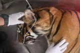 Tim dokter hewan memeriksa kesehatan seekor Harimau Sumatera (Panthera tigris sumatrae) bernama Corina yang berjenis kelamin betina di Pusat Rehabilitasi Harimau Sumatera Dharmasraya (PR-HSD) Arsari, Kabupaten Dharmasraya, Sumatera Barat, Jumat (11/12/2020). Pemeriksaan kesehatan tersebut dilakukan untuk mengetahui kondisi kesehatan hewan sebelum dilepasliarkan ke habitatnya. ANTARA FOTO/Muhammad Arif Pribadi/Lmo/foc.