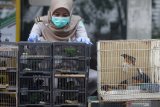 Petugas melihat burung murai batu dan cucak hijau tanpa dokumen hasil sitaan di kantor Balai Besar Karantina Pertanian Surabaya, Juanda, Sidoarjo, Jawa Timur, Selasa (15/12/2020). Balai Besar Karantina Pertanian Surabaya berhasil menggagalkan penyelundupan 259 ekor burung yang terdiri dari cucak hijau 209 ekor dan murai batu 50 ekor tanpa dokumen asal Balikpapan saat menumpang KM. Dharma Rucitra VII. Antara Jatim/Umarul Faruq/Mas