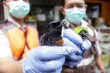 Petugas menunjukkan burung murai batu dan cucak hijau tanpa dokumen hasil sitaan di kantor Balai Besar Karantina Pertanian Surabaya, Juanda, Sidoarjo, Jawa Timur, Selasa (15/12/2020). Balai Besar Karantina Pertanian Surabaya berhasil menggagalkan penyelundupan 259 ekor burung yang terdiri dari cucak hijau 209 ekor dan murai batu 50 ekor tanpa dokumen asal Balikpapan saat menumpang KM. Dharma Rucitra VII. Antara Jatim/Umarul Faruq/Mas