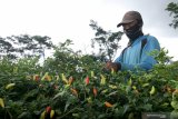 Buruh memetik cabai di kebun Bangsring, Banyuwangi, Jawa Timur, Senin (14/12/2020). Buruh petik cabai di daerah itu mengatakan, sejak harga cabai naik hingga Rp30 ribu perkilogramnya berdampak juga pada upah petik dari biasanya Rp1.500 perkilogram menjadi Rp3 ribu perkilogramnya. Antara Jatim/Budi Candra Setya/Um