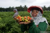 Buruh menunjukan cabai rawit yang dipetiknya di kebun Bangsring, Banyuwangi, Jawa Timur, Senin (14/12/2020). Buruh petik cabai di daerah itu mengatakan, sejak harga cabai
 naik hingga Rp30 ribu perkilogramnya berdampak juga pada upah petik dari biasanya Rp1.500 perkilogram menjadi Rp3 ribu perkilogramnya. Antara Jatim/Budi Candra Setya/Um